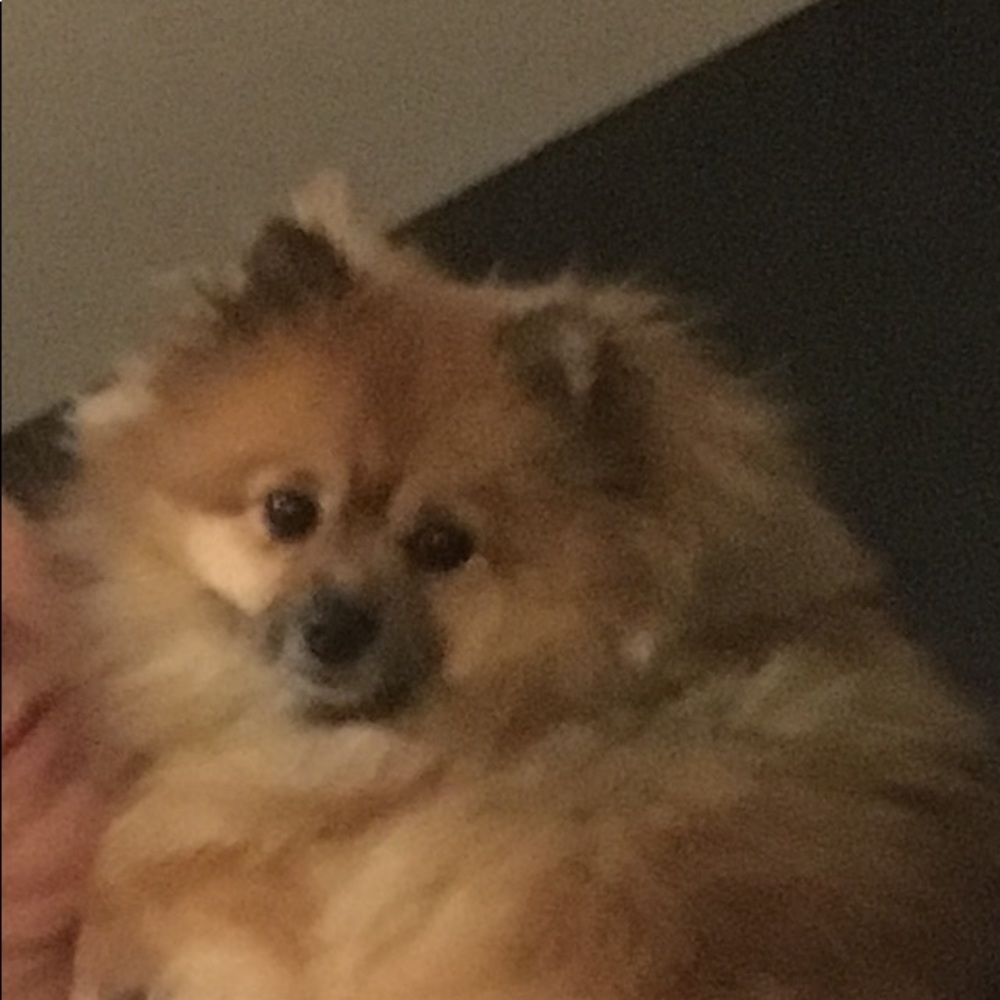 Meet your Posher, Abby